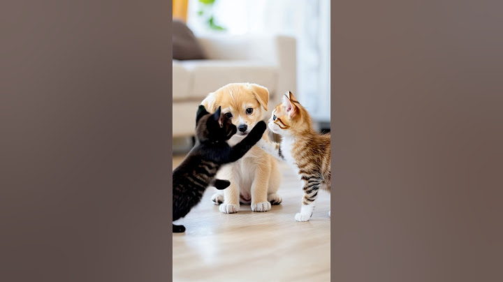 The black cat scolded his friend who was bullying the dog.