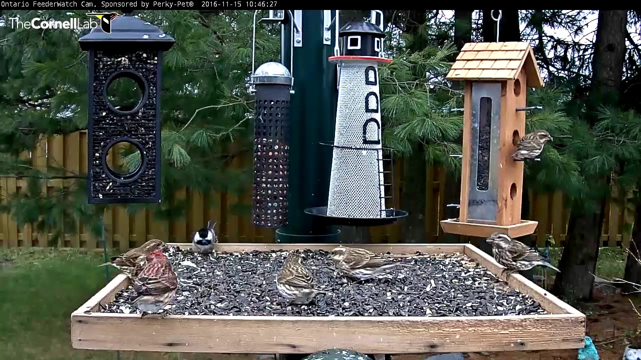 Purple Finches Have Their Turn In Ontario - Nov. 15, 2016