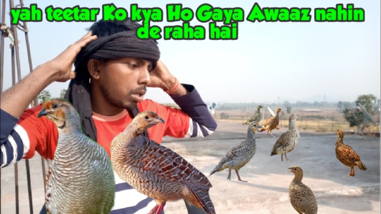 hamara teetar Awaaz nahin de raha hai kya Karen | हमारा तितर आवाज नहीं दे रहा है क्या करें | daily v