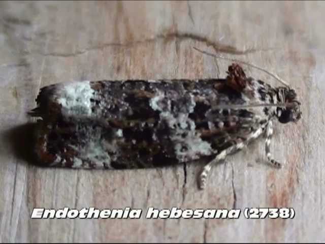 Part 3: Common Olethreutine Moths (Family Tortricidae)