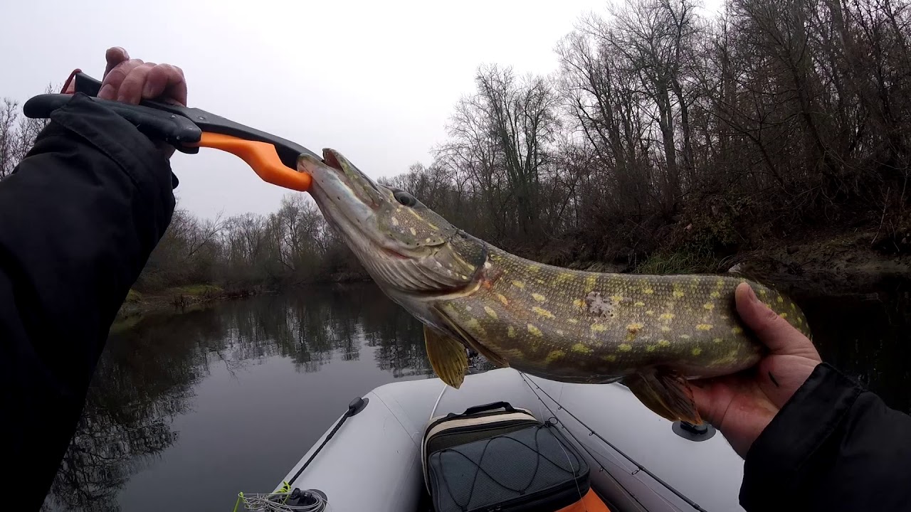 Щука в листопаді