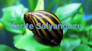 Nerite Salyangozu Hakkında Bilgiler
