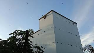 Download Lagu Sp dan si bermahar..mahar sesuai quality.salam petani walet Belitung MP3