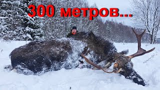 Охота НА ЛОСЯ. 300 метров не предел....