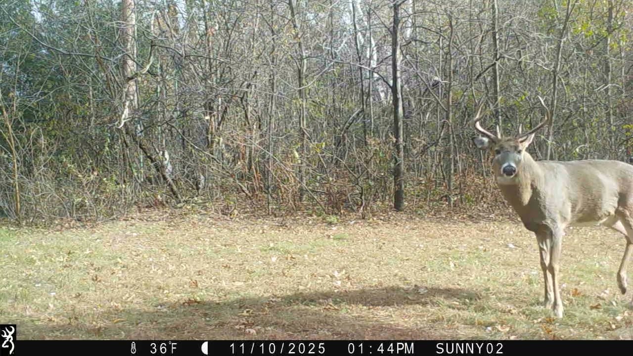 A buck finally cruise by during daylight.