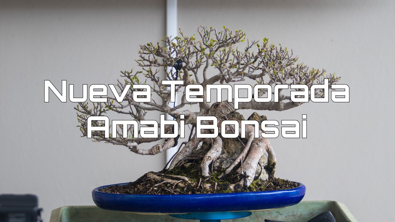 Llegó la nueva temporada para trabajar mucho bonsai – Amabi Bonsai Tropical Puerto Rico