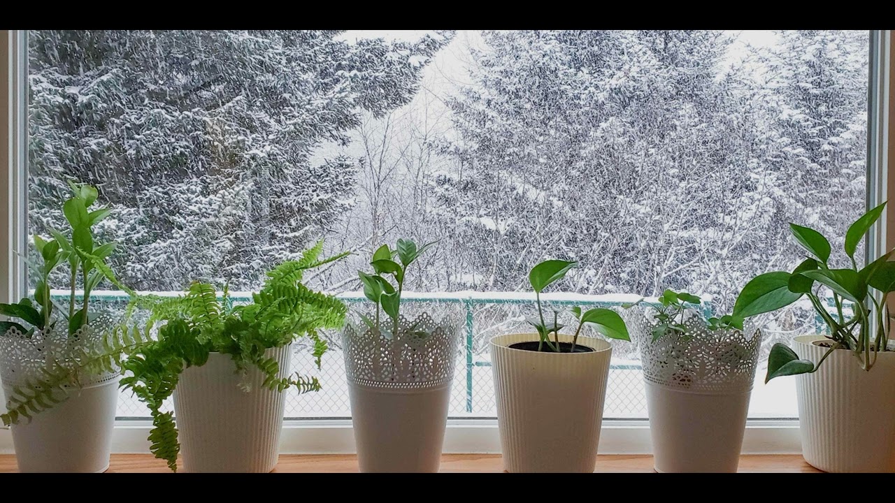 Выживание комнатных растений зимой: 6 ошибок, которых следует избегать