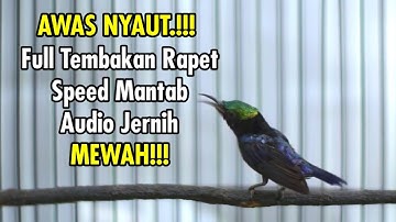 PANCINGAN KOLIBRI NINJA GACOR TEMBAKAN RAPAT ISIAN TAJAM 100% AMPUH BUAT MASTERAN MEWAH