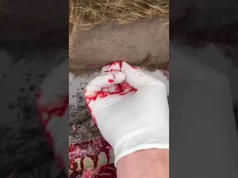 What a Gusher!