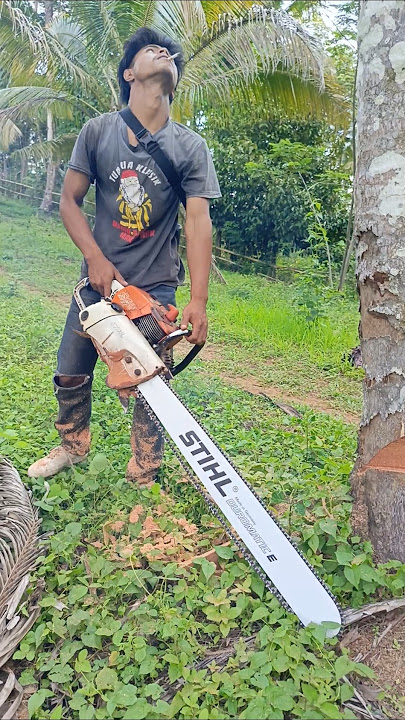 Proses penebangan pohon kelapa