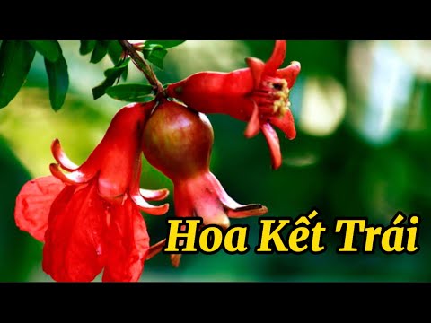 Video Bài Thơ Hoa Kết trái (Thu Hà) - Thơ mầm non - Đọc thơ... - youtube