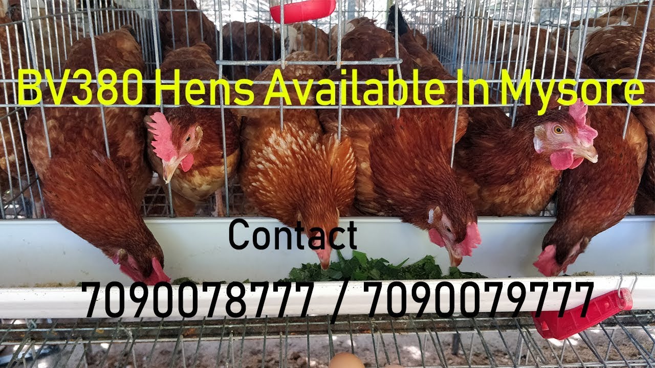Krushi Farms Karnataka BV380 Hens In Mysore Country Chicken YouTube