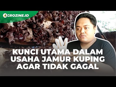 Jamur Kuping