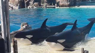 Orca Encounter | Behaviors Only | 3/31/21
