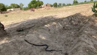 King cobra saanp ki video 