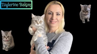 Kedi Tüylerinin Dökülmesi Nasıl Önlenir? | Çözümü Bu Şekilde Buldum!