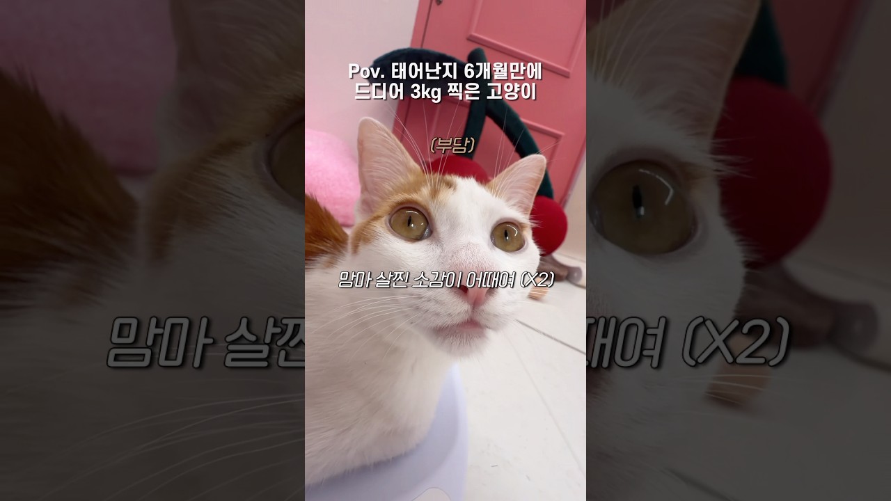 고양이를 키우는 건지 애를 키우는 건지... #맘마로그