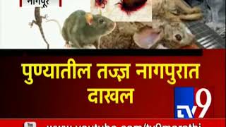 Scrub Typhus in Maharashtra | स्क्रब टायफसचा विळखा सुरूच | महाराष्ट्रात 'महाव्हायरस'-TV9