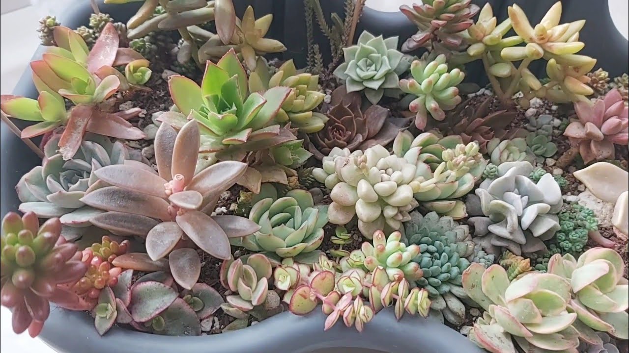 Kargo Hazırlığı/Sevim Akkaya-Nilüfer Gök 💜#sukulent#sukulent kargosu