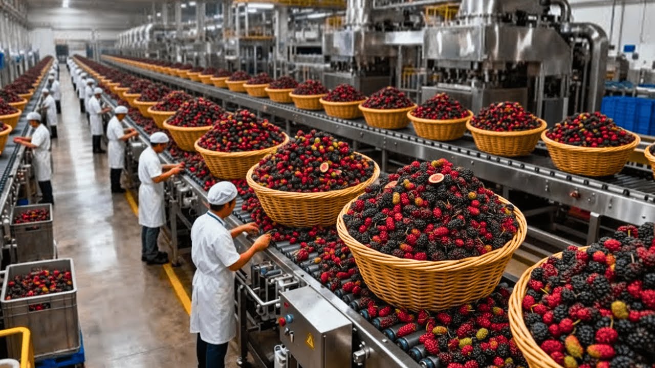Inside the Mulberry Factory: From Fresh Mulberries to Dried Mulberry Crisps (Full Process)