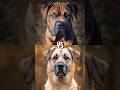 The most powerful dogs