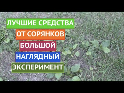 ИЗБАВЛЯЕМСЯ ОТ СОРНЯКОВ! МОЙ БОЛЬШОЙ ЭКСПЕРИМЕНТ!