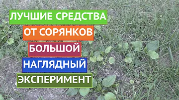 ИЗБАВЛЯЕМСЯ ОТ СОРНЯКОВ! МОЙ БОЛЬШОЙ ЭКСПЕРИМЕНТ!