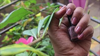 My Favourite Everyday Nail Colours Aparna Harikumar
