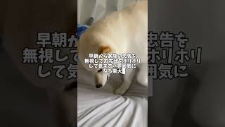 早朝からまるで犬みたいだな🤣　#shorts #柴犬 #犬 #dog