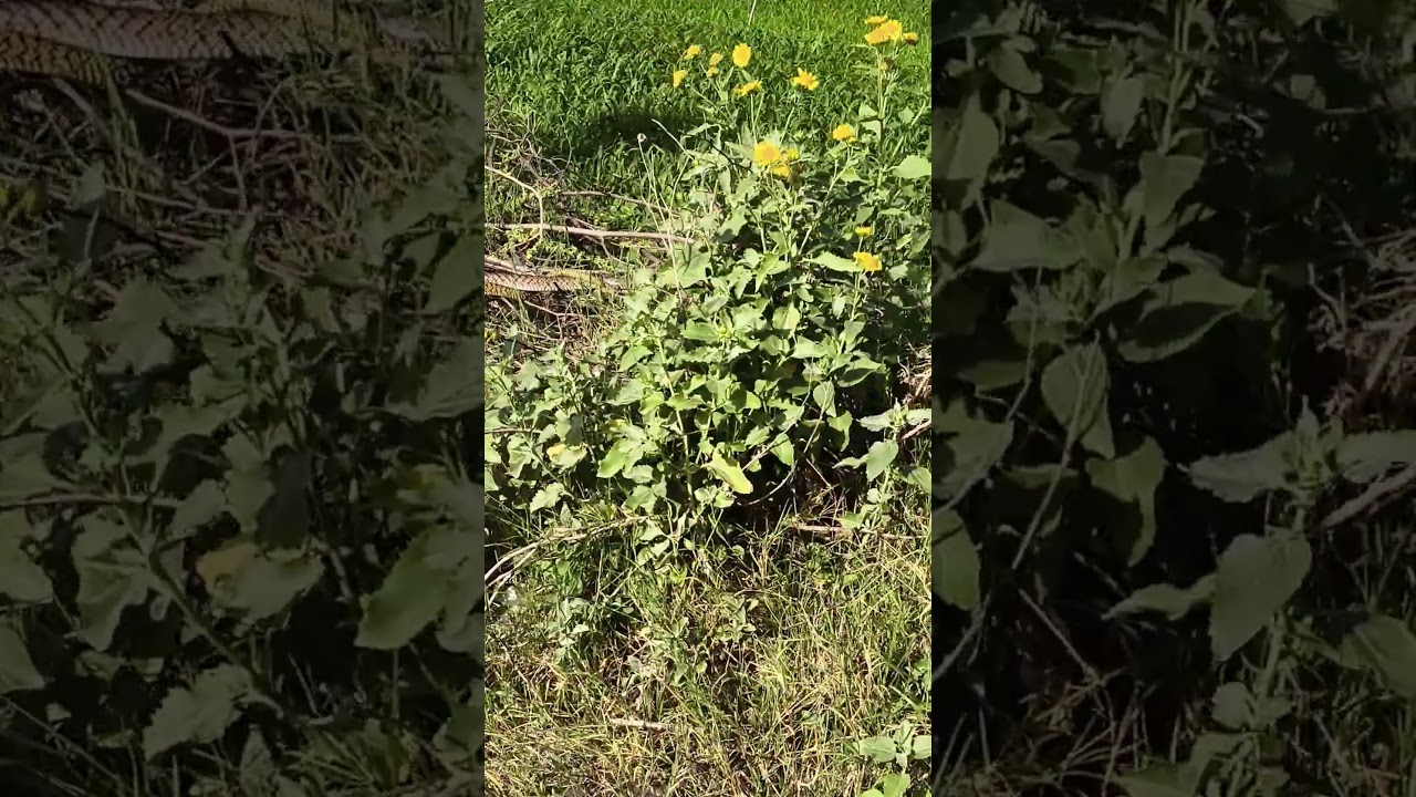 aur video dekhne ke liye channel ko subscribe Karen 