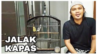 Perawatan Harian Jalak Kapas Mudah Untuk Pemula