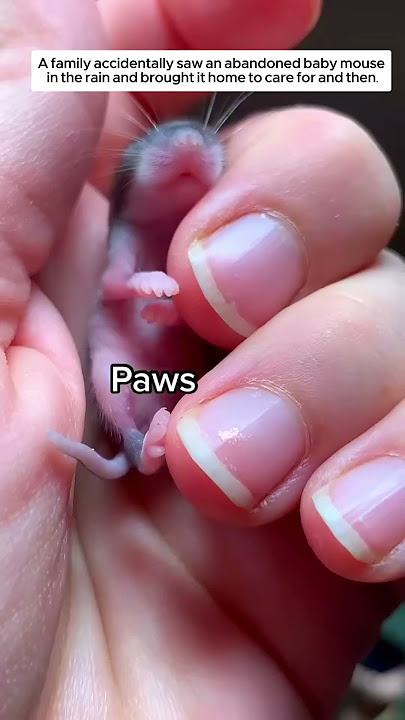 A family accidentally saw an abandoned baby mouse in the rain and then. #animalshorts