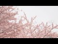 恋桜 ●オリジナルソング●