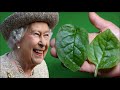 Le secret de la longévité de la reine Elisabeth enfin révélé :seulement 3 feuilles dans 1litre d&#39;eau