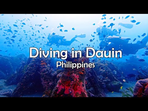 Unbelievable Encounters: Scuba Diving in Dauin, Philippines