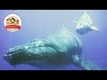 【巣立ちの海】ザトウクジラの赤ちゃん、母との別れ【どうぶつ奇想天外／WAKUWAKU】