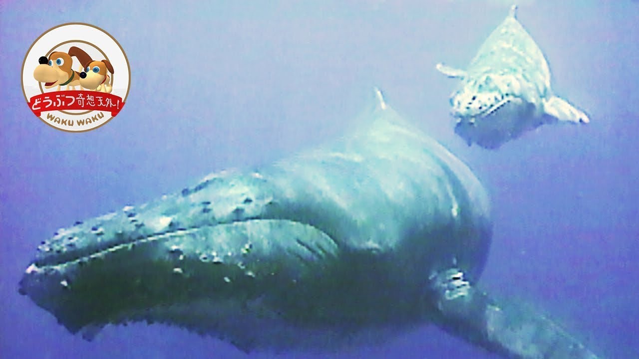 【巣立ちの海】ザトウクジラの赤ちゃん、母との別れ【どうぶつ奇想天外／WAKUWAKU】