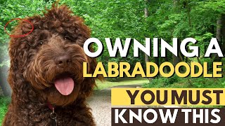 10 Crazy Facts About LABRADOODLE You've Never Heard Before
