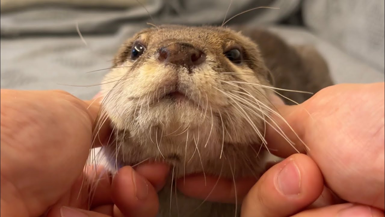 Interesting otter that can transform into other animals - YouTube