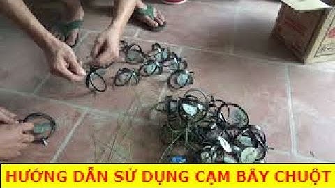 Hướng dẫn anh em sử dụng cạm bẫy chuột đồng LH 0862 810 262