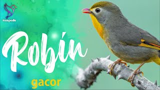 Pekin Robin Bird Song, sound, Call, Chirp, Vocalization, Melody - Red-billed Leiothrix