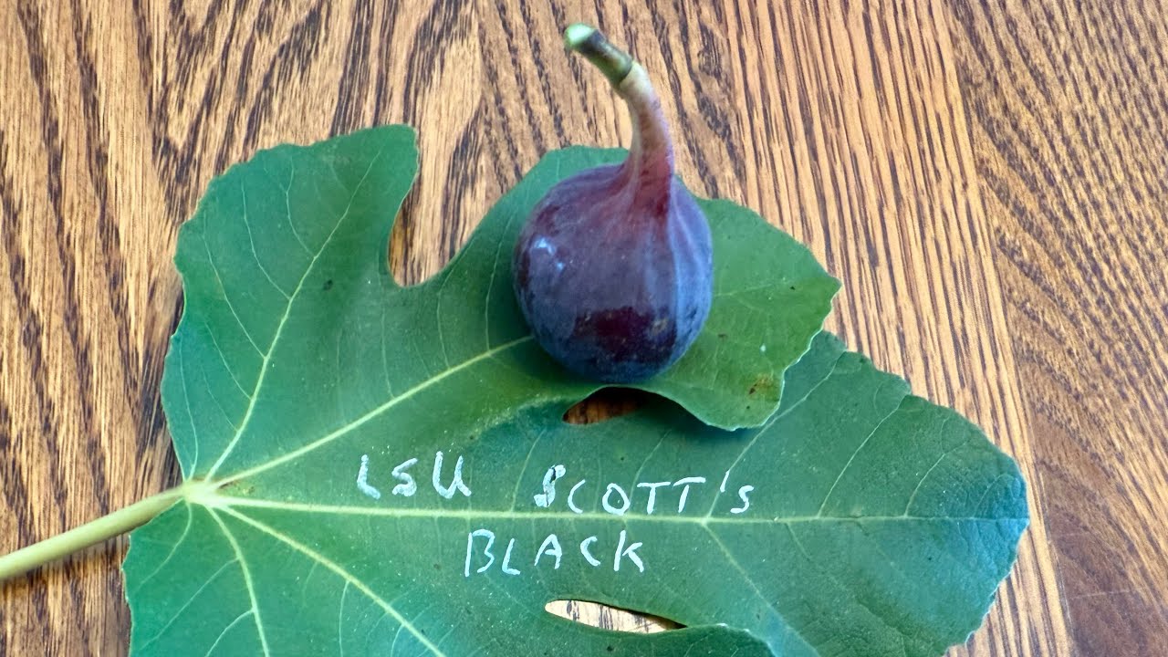 LSU Scott's Black