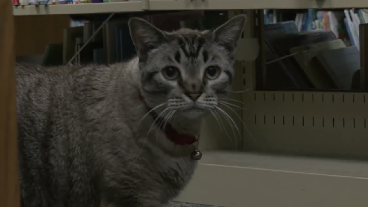 Browser the Library Cat