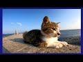 夕方の防波堤で小さな野良猫に出会った
