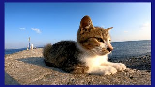夕方の防波堤で小さな野良猫に出会った