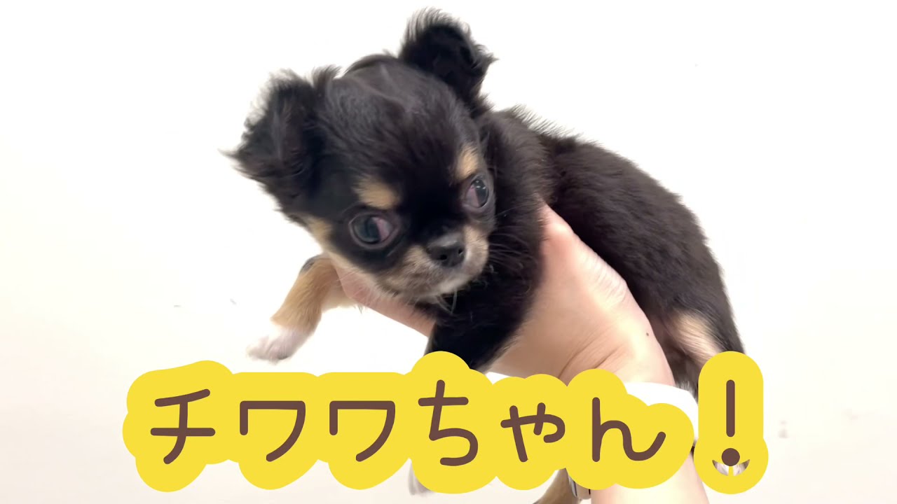 極小チワワ マロ眉くっきり たぬき顔チワワちゃん わんぱくガール登場 マルワンblog ペットショップ マルワン 小さめ子犬 美形な子猫 初心者安心のサポート