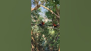 gà rừng bây đập cánh gáy cực hay.qaib qus ya ntxuaj ti qua zoo tiag tiag