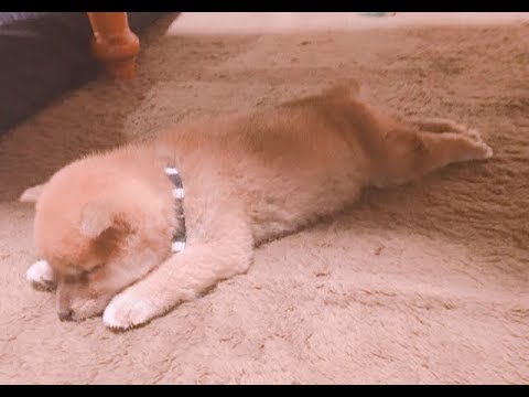 柴犬の赤ちゃん りんご郎の変わった寝顔 寝相編 Youtube