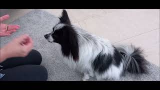 Dino Und Der Der Kürbisgarten