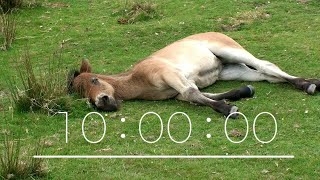 10 minute COUNT DOWN - timer - HORSES & Ponies